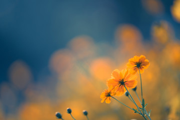 米雅（口服酪酸梭菌活菌剂）是益生菌吗？