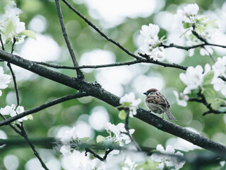 关于市公安局与区公安分局、县公安局的隶属关系
